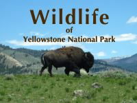 Wildlife_of_Yellowstone